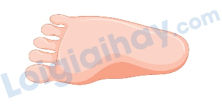Đề thi học kì 2 Tiếng Anh 4 Family and Friends - Đề số 7 1 5